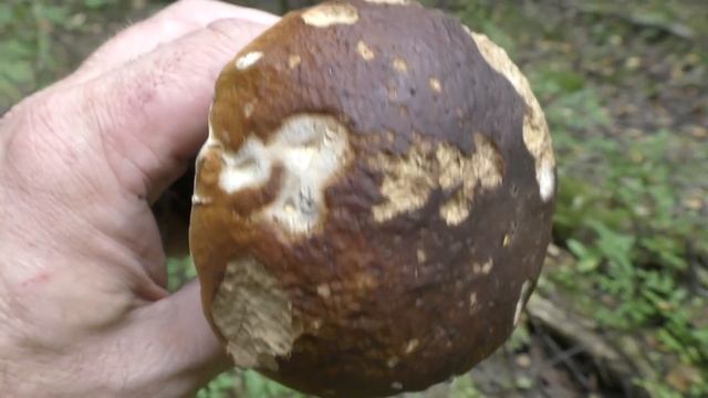 Осенний грибной поход в леса Подмосковья. Грибы как в сказке! Часть первая! смотреть онлайн