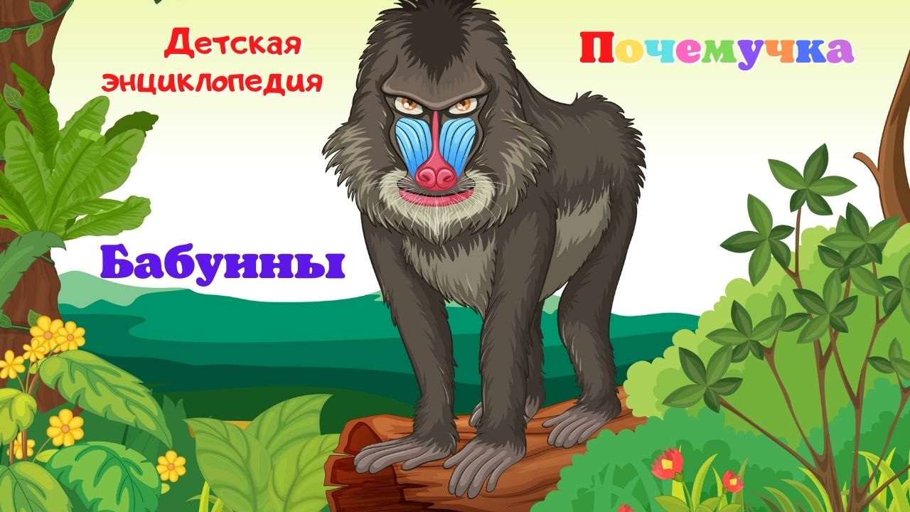 0+ Бабуины. Почемучка. Детская энциклопедия. смотреть онлайн