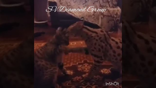 Сервал и Саванна F5 смотреть онлайн