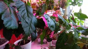 Обрезка гибискуса