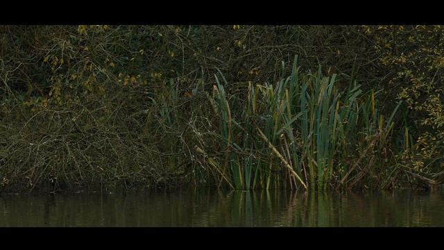 Searching for the Kingfisher - Bird Spotting down on the canal #61 смотреть онлайн