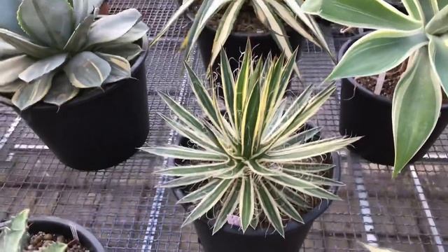 Agave Collection By Master Georgiy Aristov
