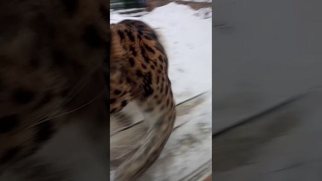 Танцующий леопард. Московский зоопарк смотреть онлайн
