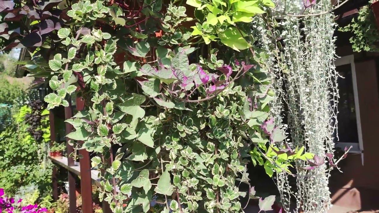 После просмотра ролика вы обязательно посадите эти цветы.Шикарный микс. Ипомея батат и плектрантус. смотреть онлайн