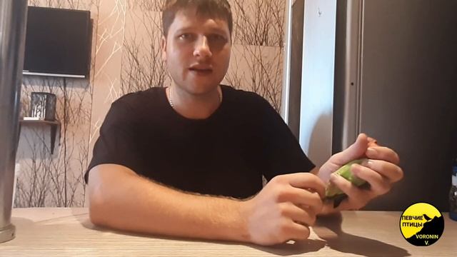 Как определить пол попугая неразлучника? Неразлучники как отличить самку от самца? О неразлучниках смотреть онлайн
