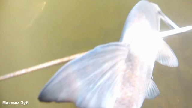 ЛЕЩИ НА МЕЛКОВОДЬЕ.Подводная охота на реке Днепр. Spearfishing