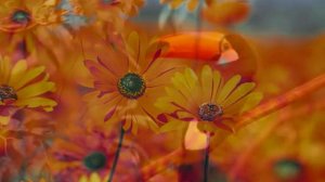 Amedeo Minghi - Edera