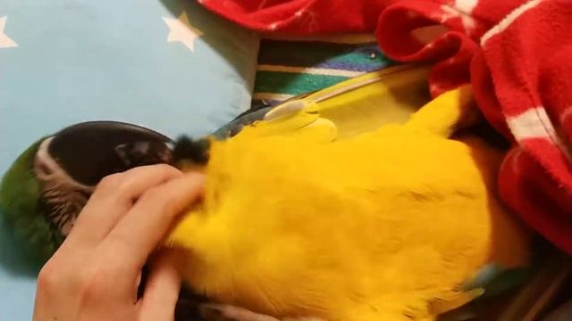 Попугай ара отдыхает смотреть онлайн