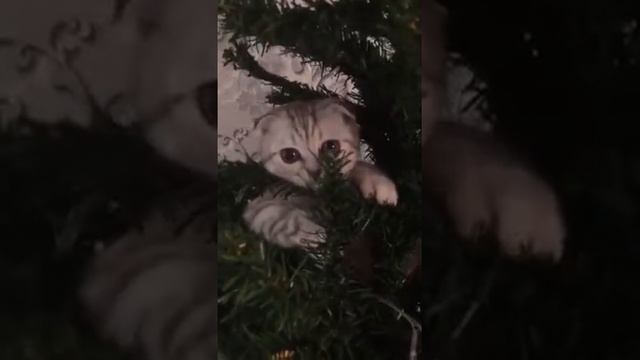 Приколы КОШКИ животные и Новый год смотреть онлайн