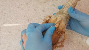 Адениум. Как сформировать красивые корни, обрезка корней. Полная версия.