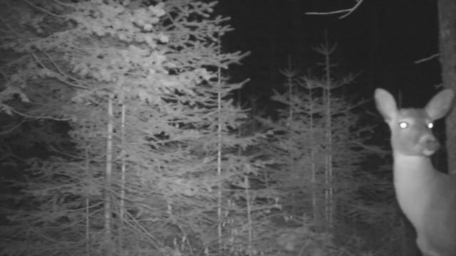 Wildlife at the Log Cabin, Off Grid Security смотреть онлайн