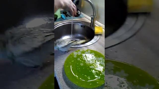Попугай карел смотреть онлайн
