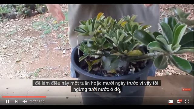 How to change language on cc - closed captions on video you're watching смотреть онлайн