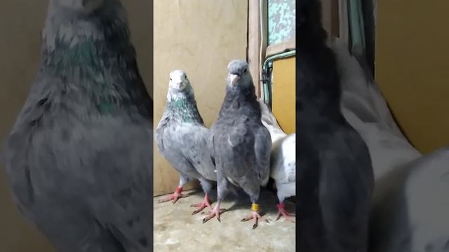 Свердловские голуби - чалой масти смотреть онлайн