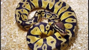 ТОП 5 змей для начинающих