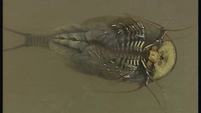 Triops And Fairy Shrimp: Living Dinosaurs And Suspended Animation Part 2