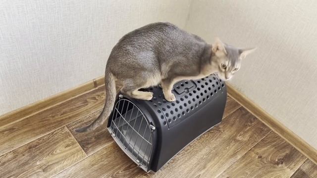 Первое Знакомство с Переноской Для Кошек ? | Наши Любопытные Абиссинские Кошки ! смотреть онлайн