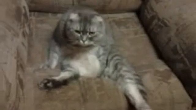 Кот 1 января