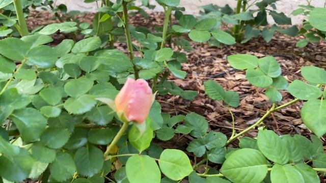 Rose - Princess Charlene de Monaco смотреть онлайн