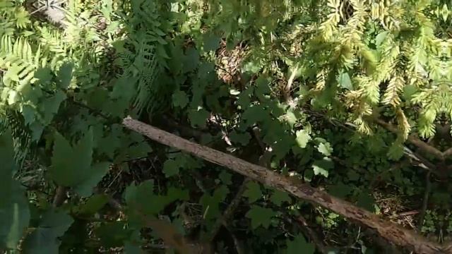 Красная смородина: берём в лесу