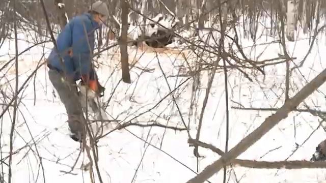 Активисты своими силами приводят в порядок кучинский лес. смотреть онлайн