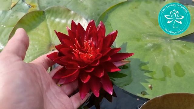 Нимфея WLK Ruby Moth (Рубиновый Мотылек)! Фантастически красивая нимфея, насыщенно рубинового цвета смотреть онлайн
