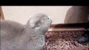 Кот орет *ой коля коля😂