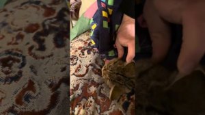 Как закапать капли в глаза котенку / кошке / коту