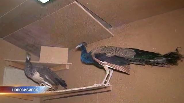 В Академгородке нашествие зайцев