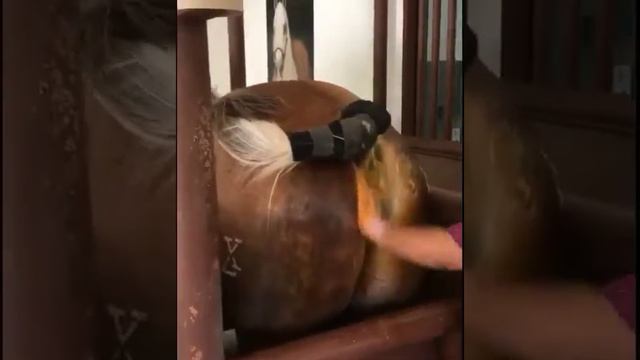 Otlarni Suniy Uruģlantirish