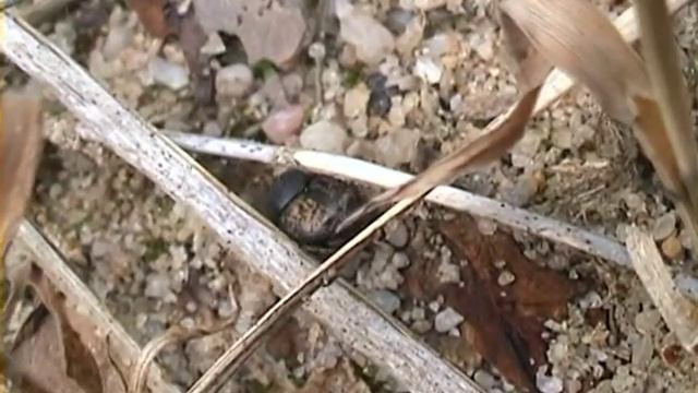 Onthophagus similis смотреть онлайн