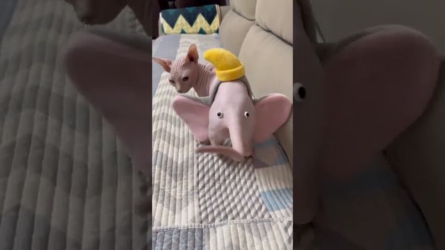 кошкин смех