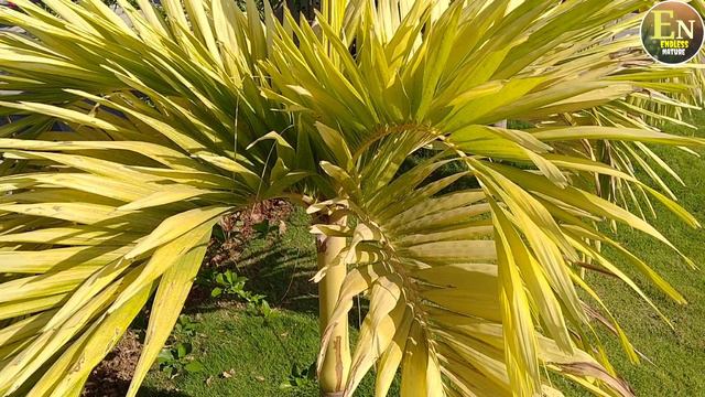 Veitchia Merreilii Golden | Golden Manila Palm | हमारी गार्डन को परमनंट गोल्डन लुक देने वाला पौधा | смотреть онлайн