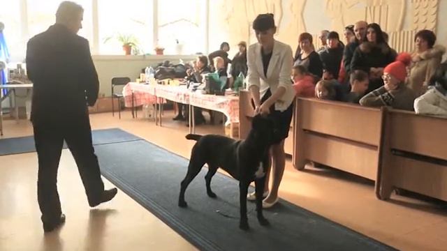 Ринг кане корсо в Оренбурге 23 января 2016 г. Судья Михальчич Владимир смотреть онлайн