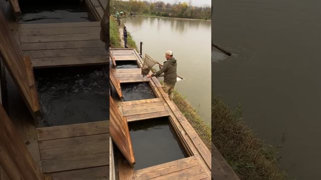 Платная рыбалка, пруд Чёрные камни 25.09.22. Запуск форели. смотреть онлайн