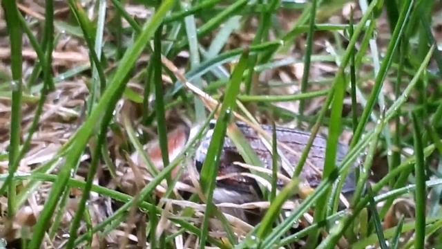 Нашествие майских жуков! Жуки атакуют.Invasion Of May Bugs! The Bugs Are Attacking.