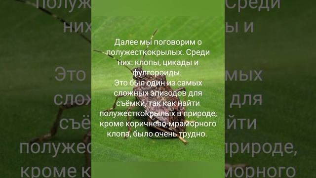 немного о документальном фильме "Насекомые России" смотреть онлайн