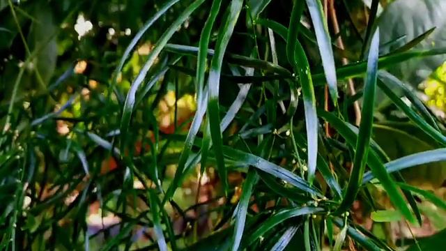 beheth pela | HATHAWARIYA ( හාතාවාරිය ) | The properties of the asparagus plant in Sinhala | смотреть онлайн
