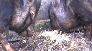 беременности у вьетнамских вислобрюхих свиней