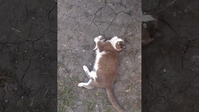 Аоро смотреть онлайн