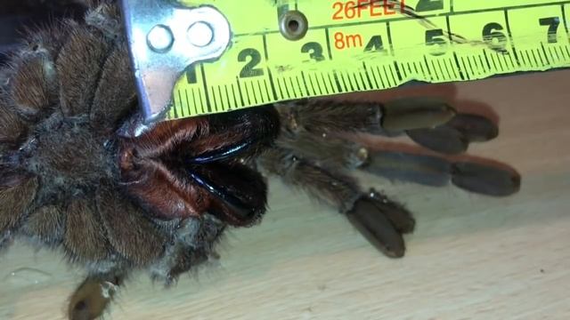 48 Hours After Molt ( Theraphosa Apophysis ) смотреть онлайн