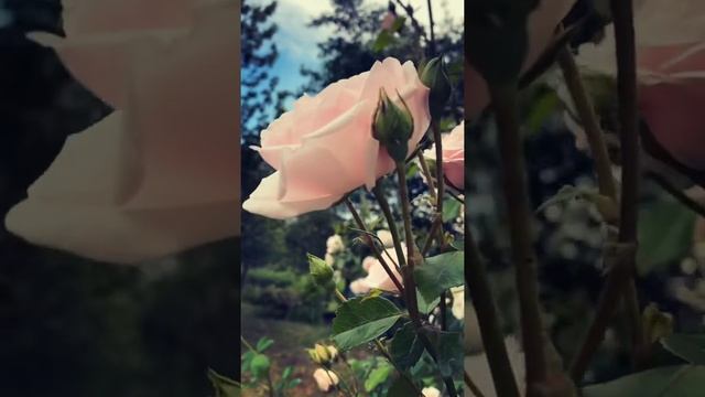 Как хороши, как свежи были розы. С добрым утром! смотреть онлайн