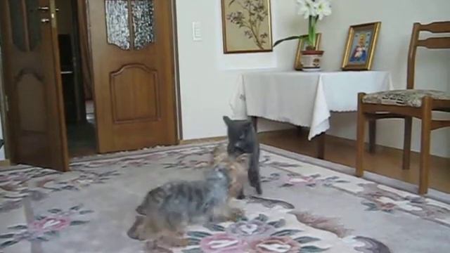 Кот и Пес - 4-я серия opposition смотреть онлайн