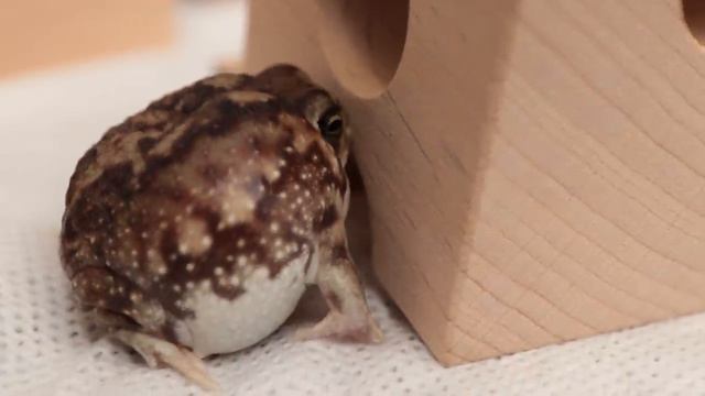 Yawning Round Frog.