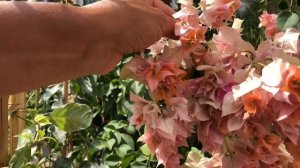 БУГЕНВИЛЛИЯ ПОДРОБНЫЙ ОБЗОР МОИХ СОРТОВ | УХОД ДОМА 4К