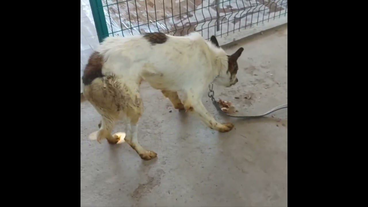 Собаки на утилизацию, механическим способом, спасены. #приютдлясобак  #animalshelter #dogsshelter