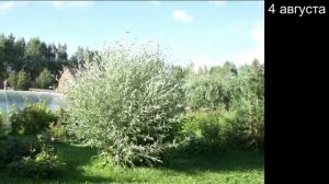 Ива, формирование и обрезка ивы. Превращаем дерево в куст