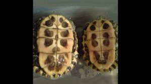 Как определить пол черепахи? Отличие самца от самки