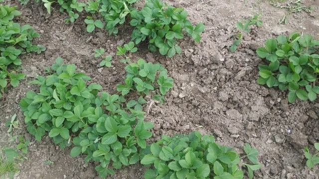 Уход и подкормка крупноплодной садовой земляникой (клубникой).Секреты хорошего урожая клубники. смотреть онлайн