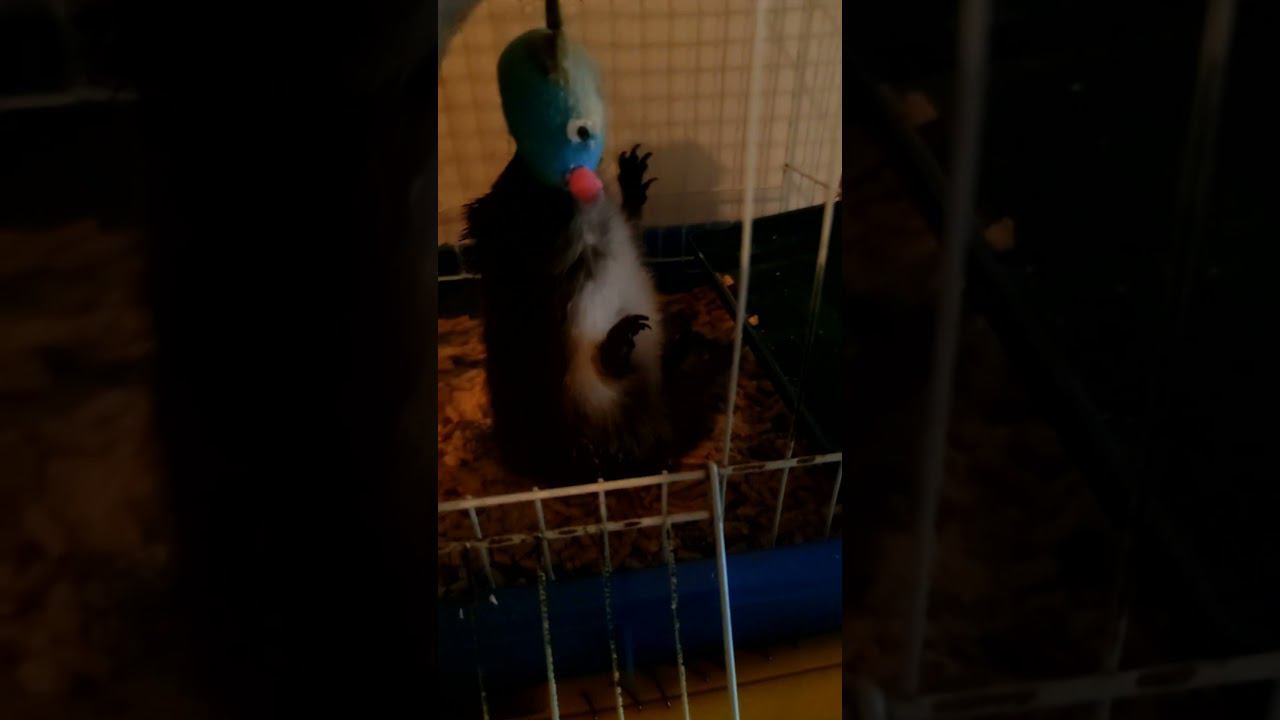 Ёжик напал на мышонка и агрессивно кусает #ёжики #ёж #ёжик смотреть онлайн